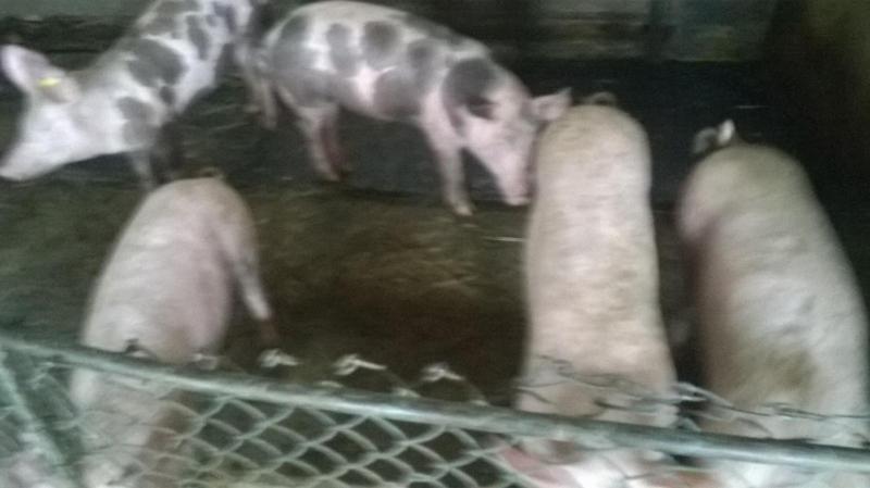Pensiunea ,,La Struti" Németvásár Kültér fotó
